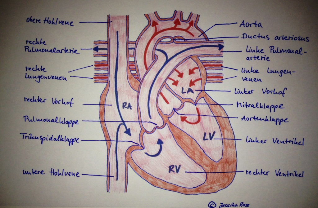 Herzkreislauf